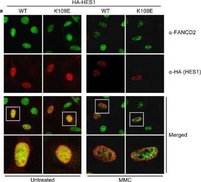 Immunocytochemistry/ Immunofluorescence: FANCD2 Antibody - BSA Free [NB100-182]