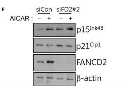 Knockdown Validated: FANCD2 Antibody - BSA Free [NB100-182]