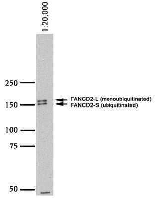 Western Blot: FANCD2 AntibodyBSA Free [NB100-182]
