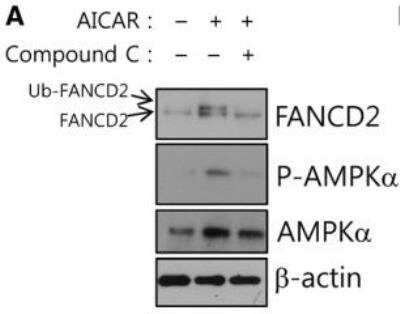 Western Blot: FANCD2 AntibodyBSA Free [NB100-182]