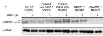 Western Blot: FANCD2 AntibodyBSA Free [NB100-182]