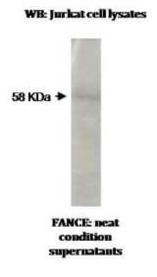 Western Blot: FANCE Antibody (L5-P1E6*G5)BSA Free [NBP2-50400]