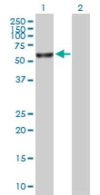 Western Blot: FANCE Antibody [H00002178-B01P]