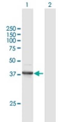 Western Blot: FANCF Antibody [H00002188-B01P]