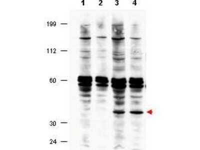 Western Blot: FANCF Antibody [NBP1-77986]