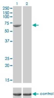 Western Blot: FANCG Antibody (2C8) [H00002189-M01]