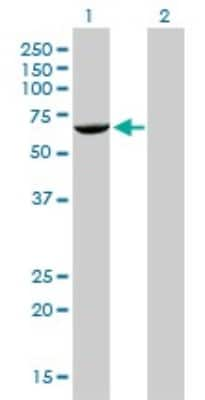 Western Blot: FANCG Antibody (2C8) [H00002189-M01]