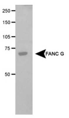 Western Blot: FANCG Antibody [NB100-2566]