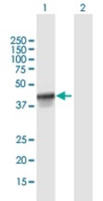 Western Blot: FANCL Antibody [H00055120-B01P]