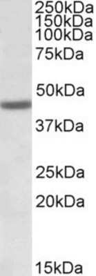 Western Blot: FANCL Antibody [NBP1-49839]