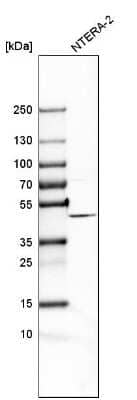 Western Blot: FANCL Antibody [NBP1-84758]