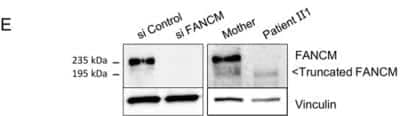 Knockdown Validated: FANCM Antibody (CV5.1) - BSA Free [NBP2-50418]