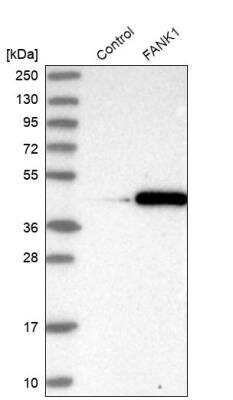 Western Blot: FANK1 Antibody [NBP1-86258]