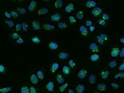 Immunocytochemistry/ Immunofluorescence: FAPP2 Antibody [NBP3-06343]