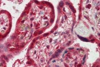 Immunohistochemistry-Paraffin: FAPP2 Antibody [NB300-834]