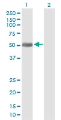 Western Blot: FAPP2 Antibody [H00084725-B01P]