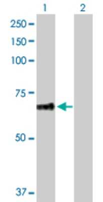 Western Blot: FAPP2 Antibody [H00084725-D01P]