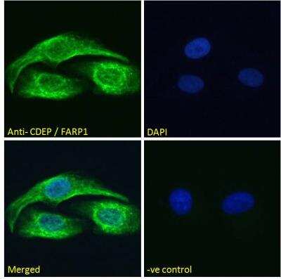Immunofluorescence: FARP1 Antibody [NBP2-76803]