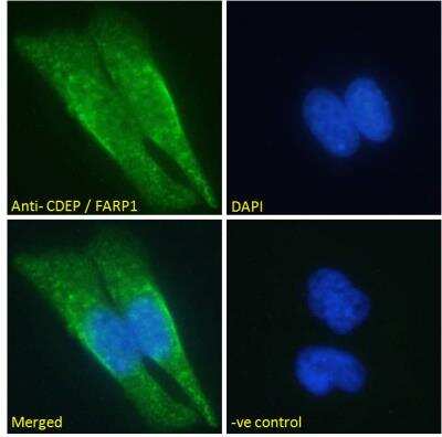 Immunofluorescence: FARP1 Antibody [NBP2-76803]