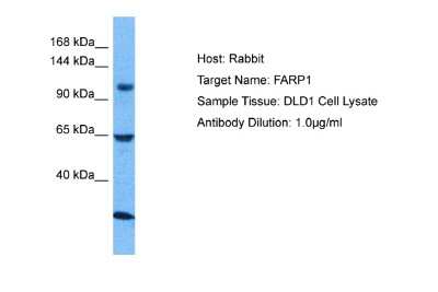 Western Blot: FARP1 Antibody [NBP2-88814]