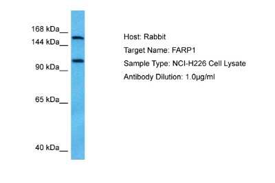 Western Blot: FARP1 Antibody [NBP2-88815]