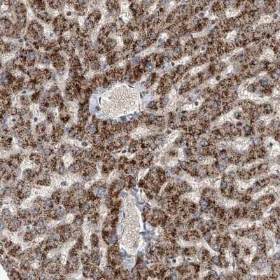 Immunohistochemistry-Paraffin: FARP2 Antibody [NBP1-84680]