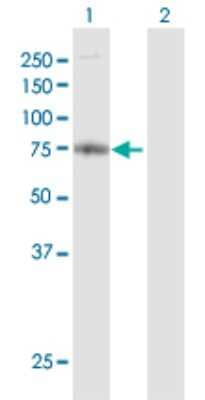 Western Blot: FARP2 Antibody [H00009855-D01P]