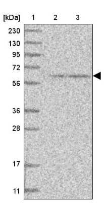 Western Blot: FARP2 Antibody [NBP1-84680]