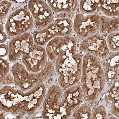 Immunohistochemistry-Paraffin: FARS2 Antibody [NBP1-85187]