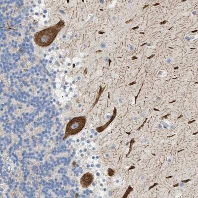 Immunohistochemistry-Paraffin: FARS2 Antibody [NBP1-85188]