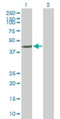 Western Blot: FARS2 Antibody [H00010667-B01P]