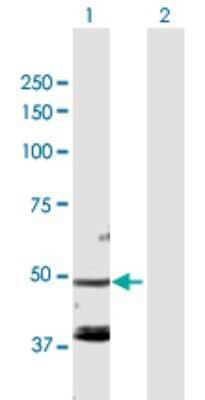 Western Blot: FARS2 Antibody [H00010667-D01P]