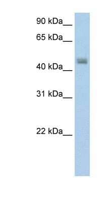 Western Blot: FARS2 Antibody [NBP1-57378]