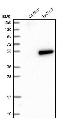 Western Blot: FARS2 Antibody [NBP1-85187]