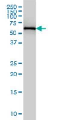 Western Blot: FARSB Antibody (2F11) [H00010056-M01]