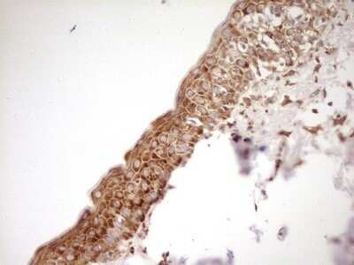 Immunohistochemistry: FARSB Antibody (OTI4B3) [NBP2-45577]