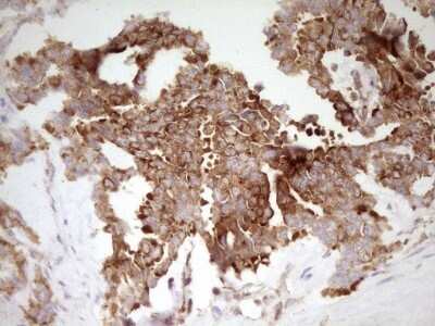 Immunohistochemistry: FARSB Antibody (OTI4B3) - Azide and BSA Free [NBP2-71539]