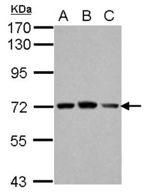 Western Blot: FARSB Antibody [NBP2-16430]