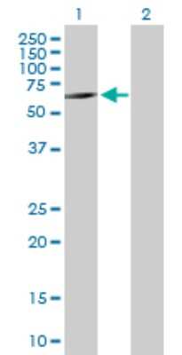 Western Blot: FARSLA Antibody [H00002193-B01P]