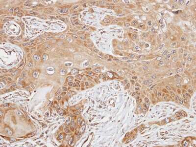 Immunohistochemistry-Paraffin: FASTK Antibody [NBP1-31323]