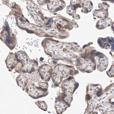Immunohistochemistry-Paraffin: FASTK Antibody [NBP1-84729]