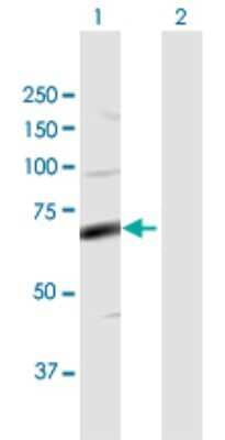 Western Blot: FASTK Antibody [H00010922-D01P]