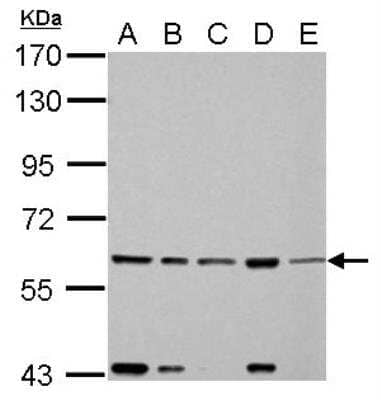 Western Blot: FASTK Antibody [NBP1-31323]