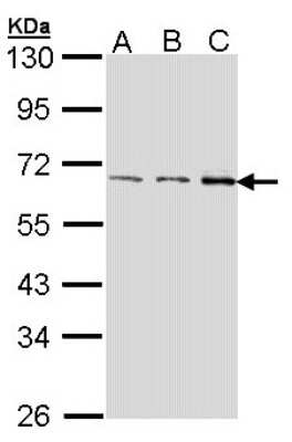 Western Blot: FASTK Antibody [NBP2-16434]