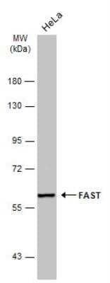 Western Blot: FASTK Antibody [NBP2-16434]