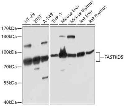 Western Blot: FASTKD5 AntibodyAzide and BSA Free [NBP3-05073]