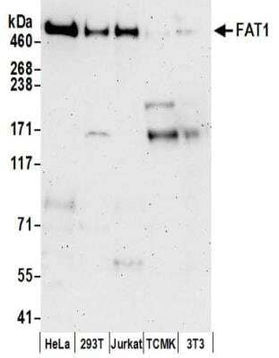 Western Blot: FAT1 Antibody [NBP2-32275]