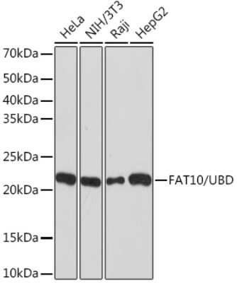 Western Blot: FAT10 Antibody (10A6T5) [NBP3-16731]