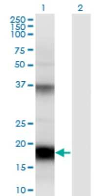 Western Blot: FAT10 Antibody (7D8) [H00010537-M01]