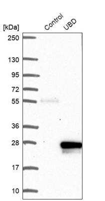 Western Blot: FAT10 Antibody [NBP2-13498]